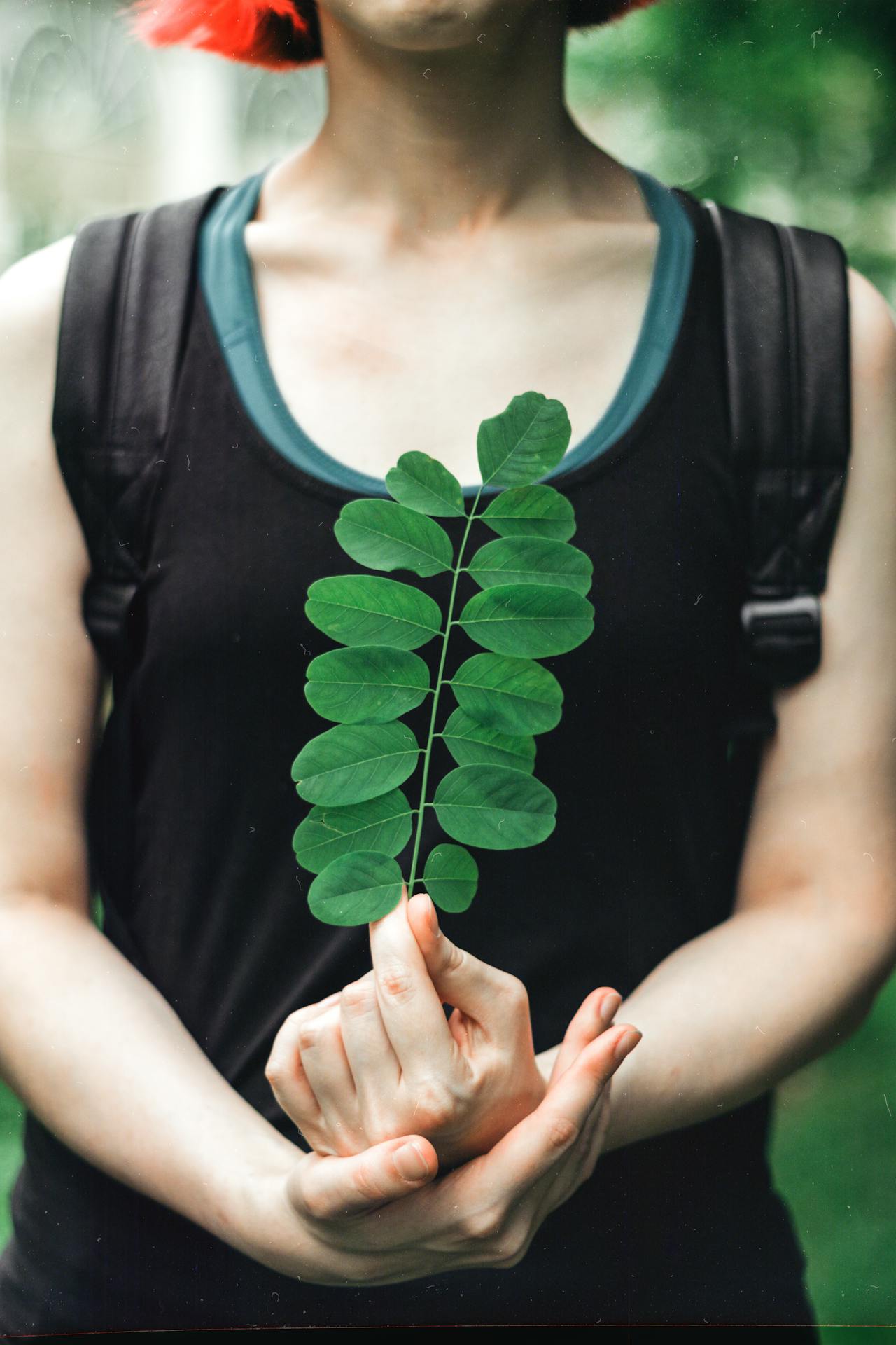 Moringa Pods